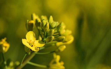 İlkbaharda sarı bir arka planda küçük bir kolza çiçeğinin yakın çekimi