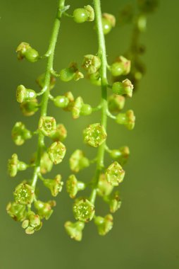 Yeşil çiçekler ve olgunlaşmamış kuşüzümü yaprakları yeşil bir arka planda, bir çalılıkta