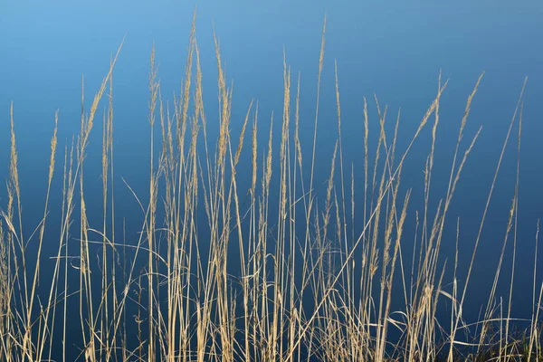 Background Dry Tall Grass Stands Front Blue Lake Gives Peaceful — Stock Photo, Image