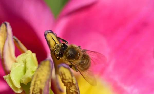 Uprostřed Tulipánu Sedí Malá Včela Pastelovém Pozadí Pylem Písty Jaře — Stock fotografie