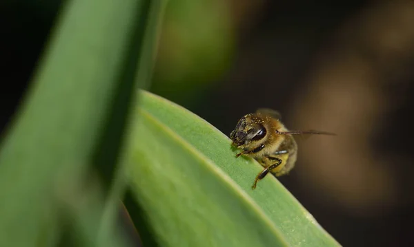 Een Kleine Honingbij Zit Aan Rand Van Een Groen Blad — Stockfoto