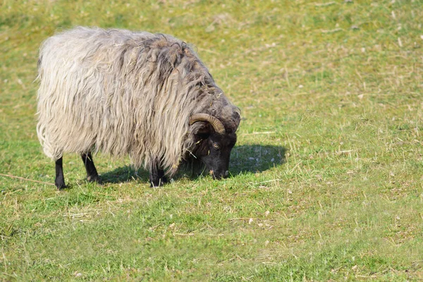 Owce Długimi Futrami Rogami Pasą Się Zielonym Pastwisku Wiosną — Zdjęcie stockowe