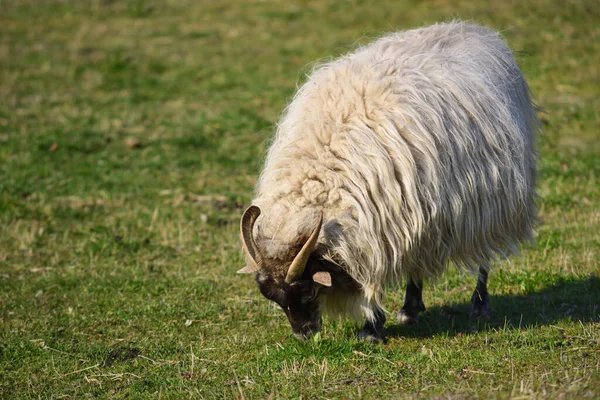 Ett Får Med Lång Päls Och Horn Betar Grön Betesmark — Stockfoto