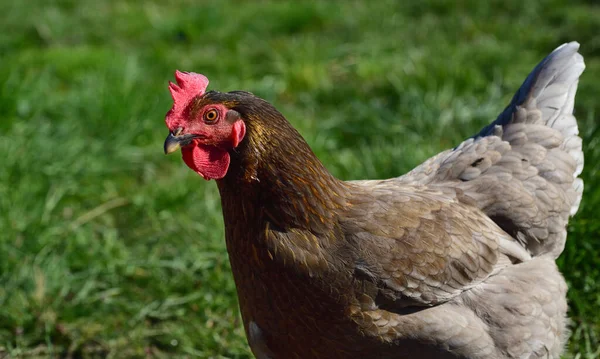 Pollo Marrón Está Prado Verde Primavera — Foto de Stock