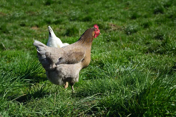 两只小鸡在一片绿色的草地上 — 图库照片