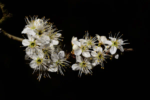 Branch Small White Flowers Protrudes Laterally Picture Dark Background — Stock Photo, Image