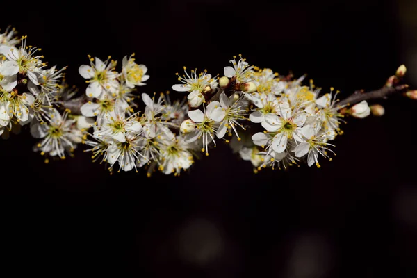 Branch Small White Flowers Protrudes Laterally Picture Dark Background — Stock Photo, Image