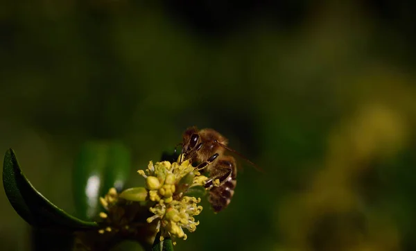 Malá Včela Sedí Žlutém Květu Zeleném Pozadí Prostorem Pro Text — Stock fotografie