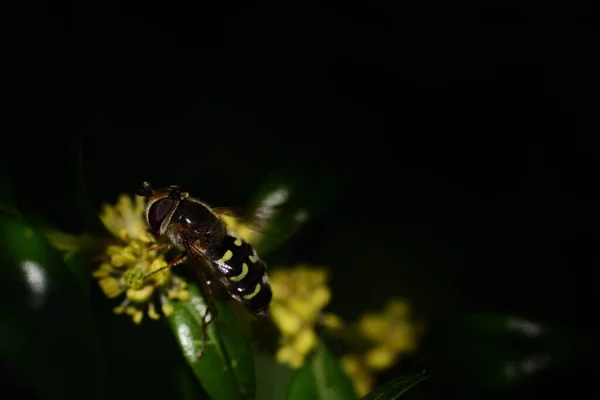 A black and yellow striped hoverfly sits against a dark background on a yellow flower in spring