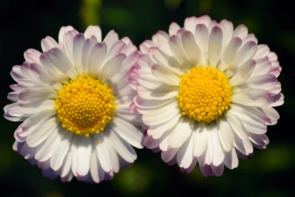 Gros Plan Deux Petites Marguerites Blanches Avec Pollen Jaune Côte — Photo