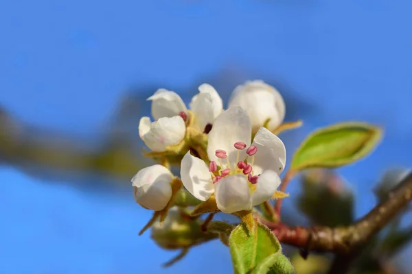 Close White Apple Blossom Branch Pollen Blue Spring Sky — Stock Photo, Image