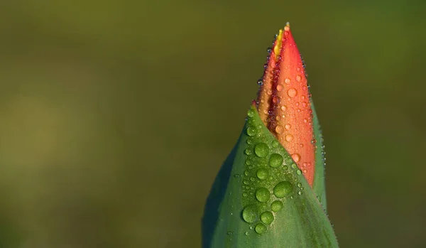 Zbliżenie Pąka Różowego Tulipana Zielonym Tle Miejscem Tekst — Zdjęcie stockowe
