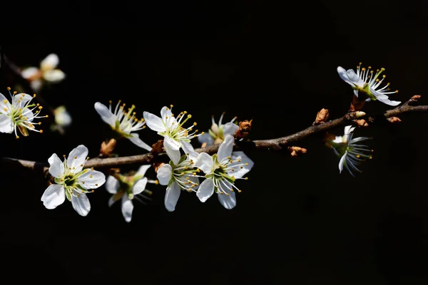 Branch Plum Tree Delicate White Plum Blossoms Dark Background Space — Stock Photo, Image