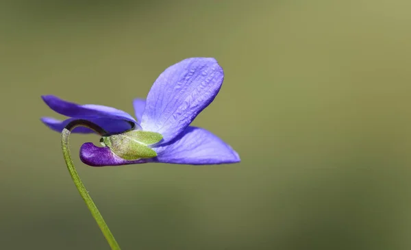 Nisan ayında Bavyera 'nın doğasında yeşil bir zemin üzerine izole edilmiş pürüzlü bir menekşenin yakın çekimi