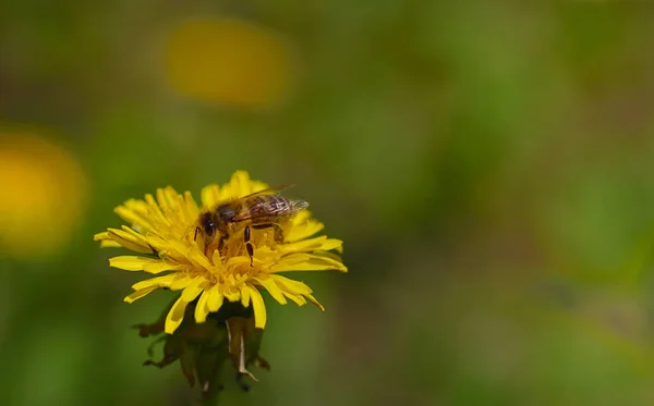 Medová Včela Sedí Jaře Žlutém Květu Pampelišce Louce Prostorem Pro — Stock fotografie