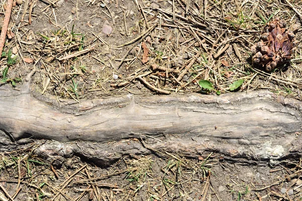 Kořen Stromu Vyčnívá Podlahy Lese Fotografován Shora — Stock fotografie