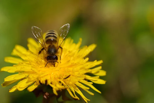 꿀벌은 야생화 민들레에 있는데 민들레는 성구가 들어갈 초원에 있습니다 — 스톡 사진