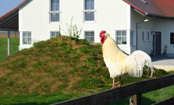 Magnifik Vit Tupp Sitter Tyskland Bayern Meitingen Ett Träträdgårdsstaket Framför — Stockfoto