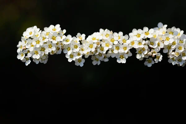 Branch Many Small White Flowers Forms Line Dark Background Spring — Stock Photo, Image
