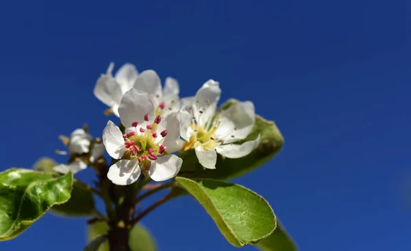 Close Bright White Pear Blossom Bright Blue Sky Spring — Stock Photo, Image