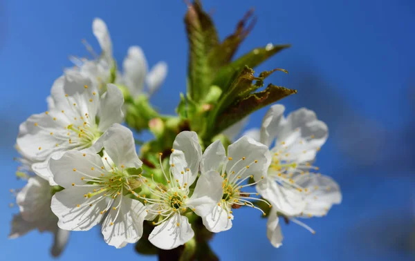 White Delicate Cherry Blossoms Bloom Spring Cherry Tree Sun Blue — Stock Photo, Image