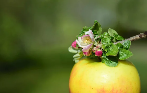 Detaljer Klart Gult Eple Som Henger Grenen Epletre Med Epleblomst – stockfoto