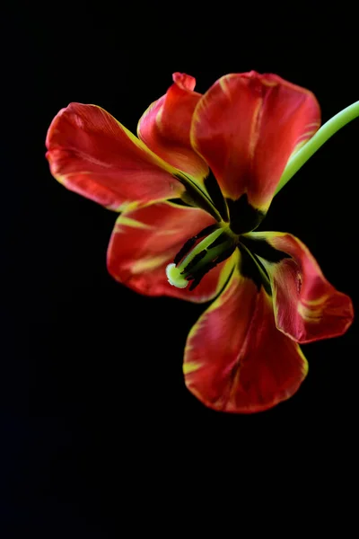 Nahaufnahme Einer Verblassten Roten Tulpe Vor Dunklem Hintergrund — Stockfoto