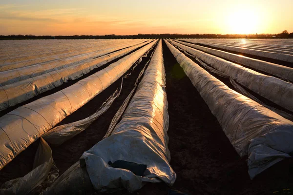 Almanya, Bavyera 'da kırsal bir ortamda günbatımında folyoyla kaplı uzun sıra kuşkonmaz tarlaları.