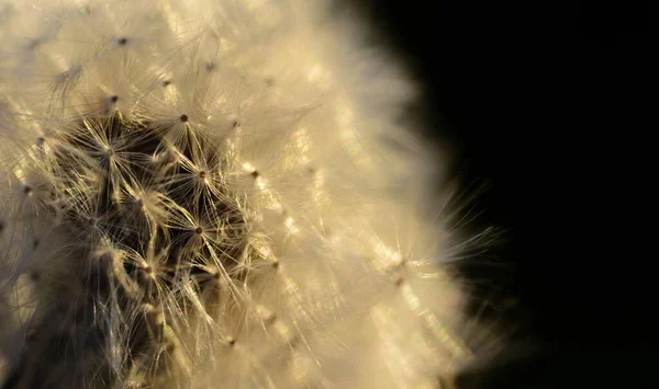 Close Detail Shot Dandelion Backlight Evening Dark Background — Stock Photo, Image