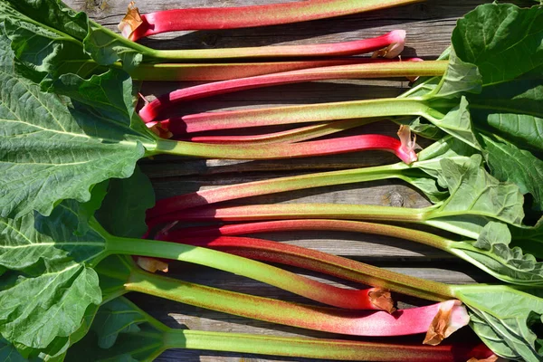 Fresh Rhubarb Red Stems Green Leaves Lies Side Side Old — Stock Photo, Image