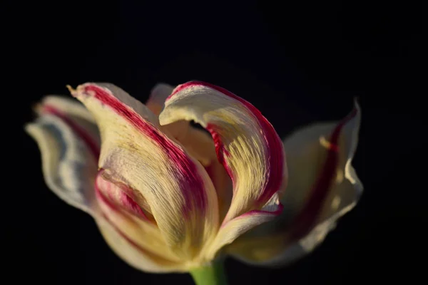 Nahaufnahme Einer Verblassten Weißen Und Roten Tulpe Vor Dunklem Hintergrund — Stockfoto