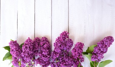 Üzerinde mor leylakların yetiştiği tahta çıtçıtlardan yapılmış beyaz arka plan