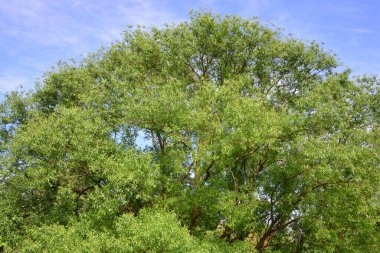 Baharda mavi gökyüzüne karşı yeşil uzun yapraklı söğüt ağacının ayrıntılı görüntüsü.