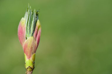İlkbaharda bir yaprağın tomurcuğunun yeşil arka planda yakın plan, metin için alanı var
