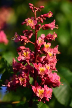 Kestane ağacının çiçeği baharda kıpkırmızı açar.