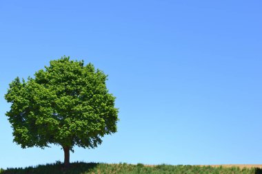 Yazın yaprakları olan yeşil yapraklı bir ağaç Bavyera 'da mavi bir gökyüzüne karşı kuru bir tarlada duruyor.
