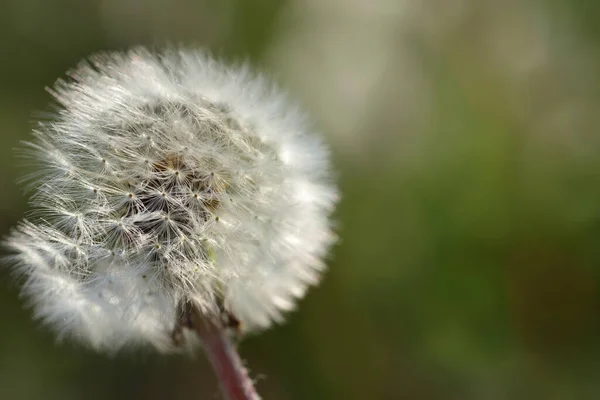 Primer Plano Diente León Blanco Con Pequeños Paraguas Verano Frente —  Fotos de Stock