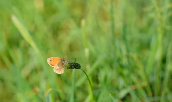 Ein Kleiner Schmetterling Ein Blauer Vogel Sitzt Mitten Auf Der — Stockfoto