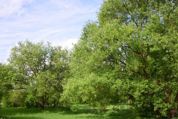 Pré Romantique Dans Zone Humide Allemagne Bavière Avec Des Saules — Photo