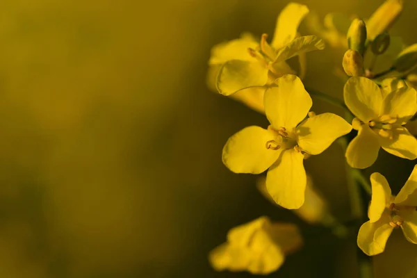 Zbliżenie Małego Kwiatu Rzepaku Żółtym Tle Wiosną — Zdjęcie stockowe