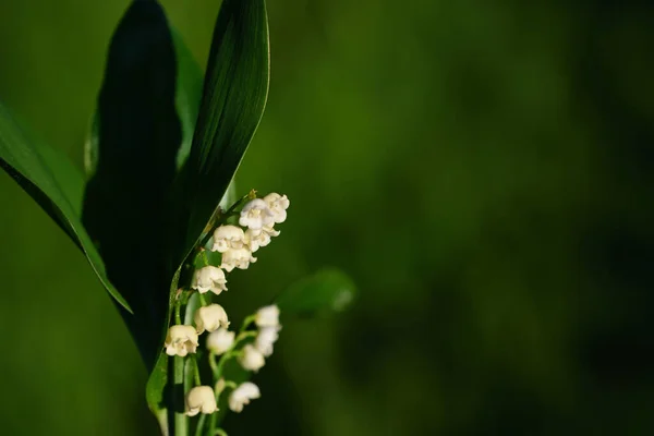 Völgy Liliomja Fehér Kis Virágokkal Hosszú Zöld Levelekkel Tavasszal Zöld — Stock Fotó