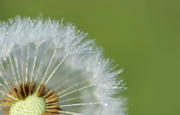 Close Dandelion Spring Drops Water Green Background — Stock Photo, Image