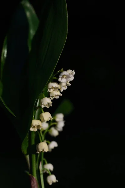 Lirio Del Valle Con Pequeñas Flores Blancas Largas Hojas Verdes — Foto de Stock