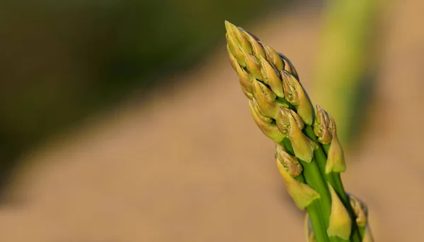 Primer Plano Espárrago Verde Que Crece Diagonalmente Hacia Arriba Campo —  Fotos de Stock