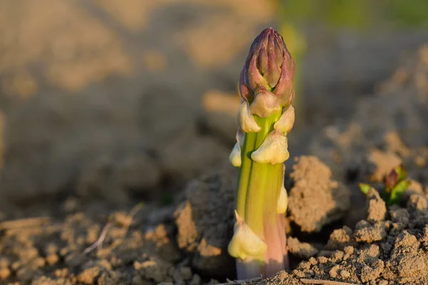 Gros Plan Jeune Épi Asperges Vertes Poussant Vers Haut Sur — Photo