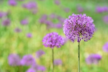 Baharda yeşil bir tarlada açan mor sarımsaklı arka plan, Bavyera 'da güneş ışığı...