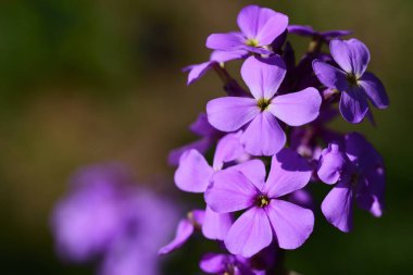 Mor çiçekli bir şişenin yakın plan görüntüsü bahçede yeşil bir arka planda.