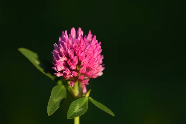 Close-up of a blooming wild red clover against a green background