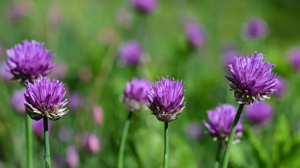 Muchas Flores Cebollino Crecen Prado Verano Brillan Púrpura Sol — Foto de Stock