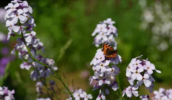 Wiosną Kolorowy Motyl Siedzi Ogrodzie Białej Nocnej Fiolce Słońcu — Zdjęcie stockowe